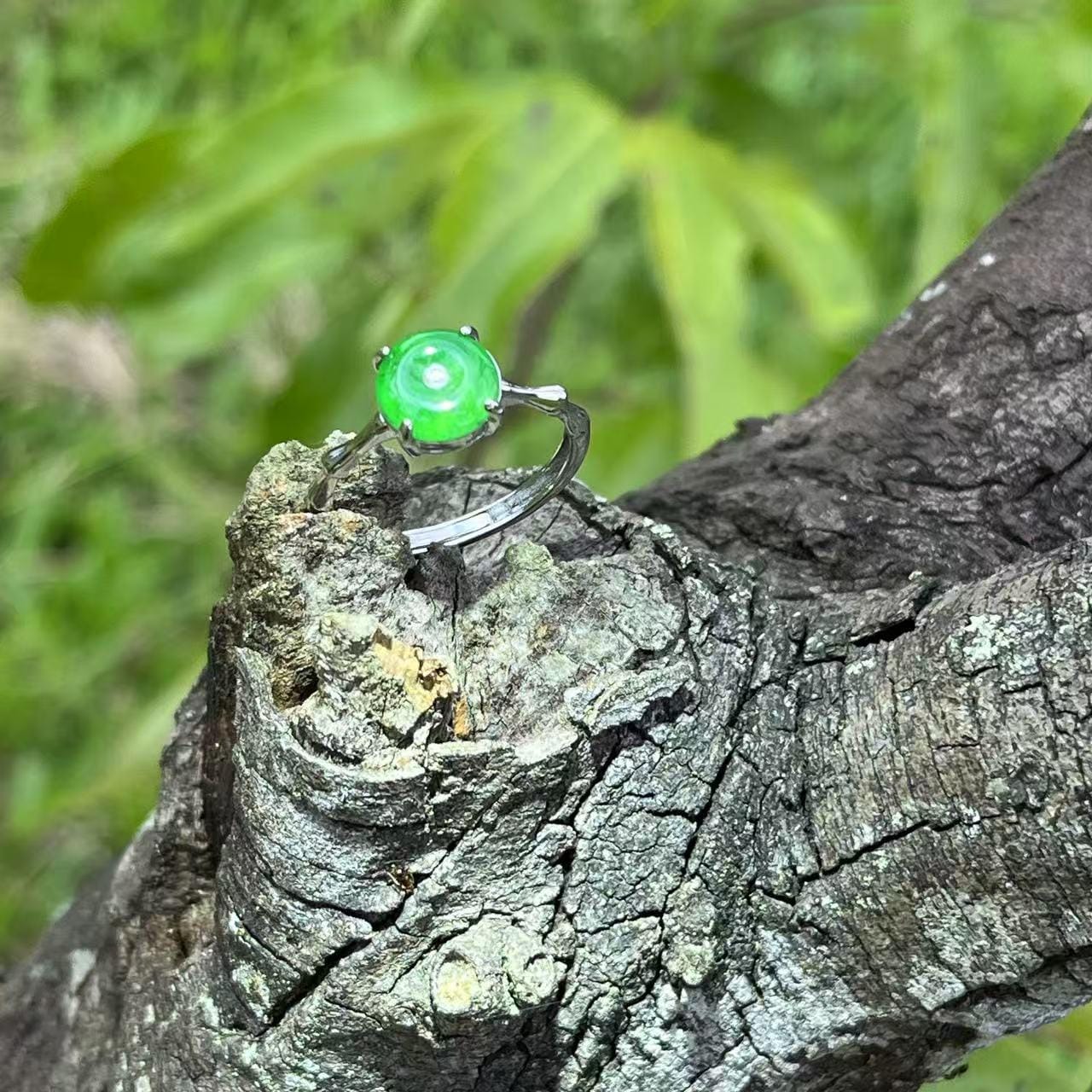 Certified Natural Guatemala Icy Green Jadeite Peace Buckle Ring | S925 Sterling Silver Lucky Amulet Jewelry with Certificate SL440/100