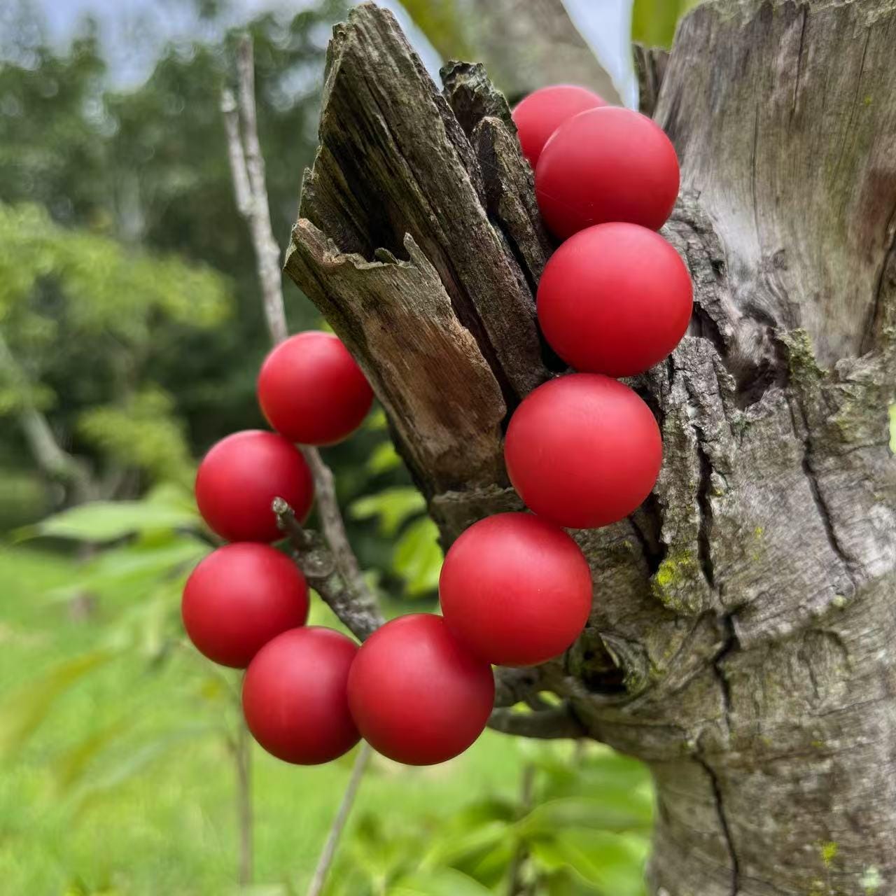 Red berries on a tree branch with a blurred green background